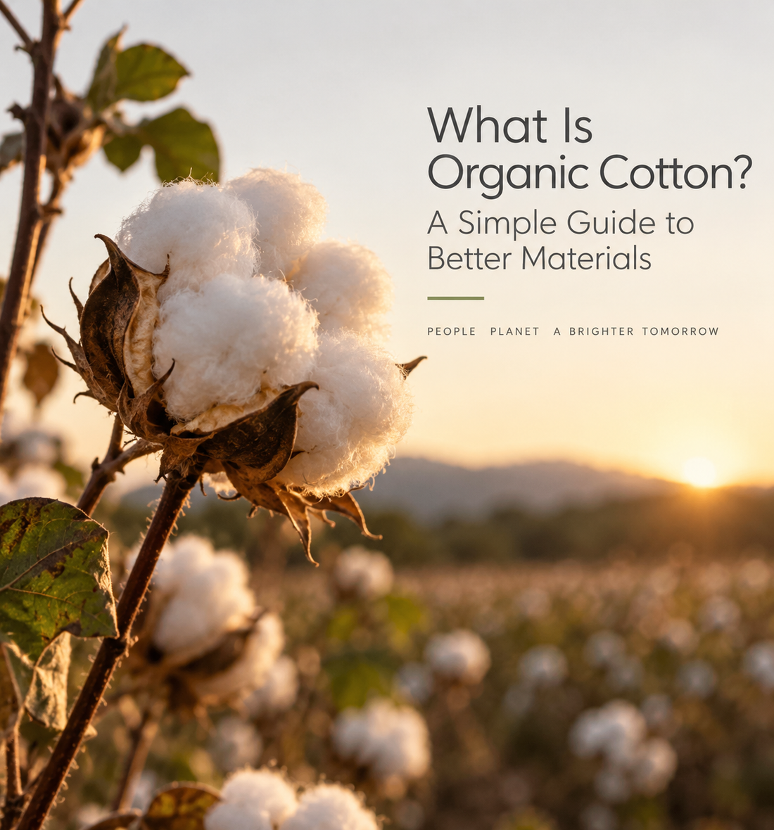 What is Organic Cotton? A Simple Guide