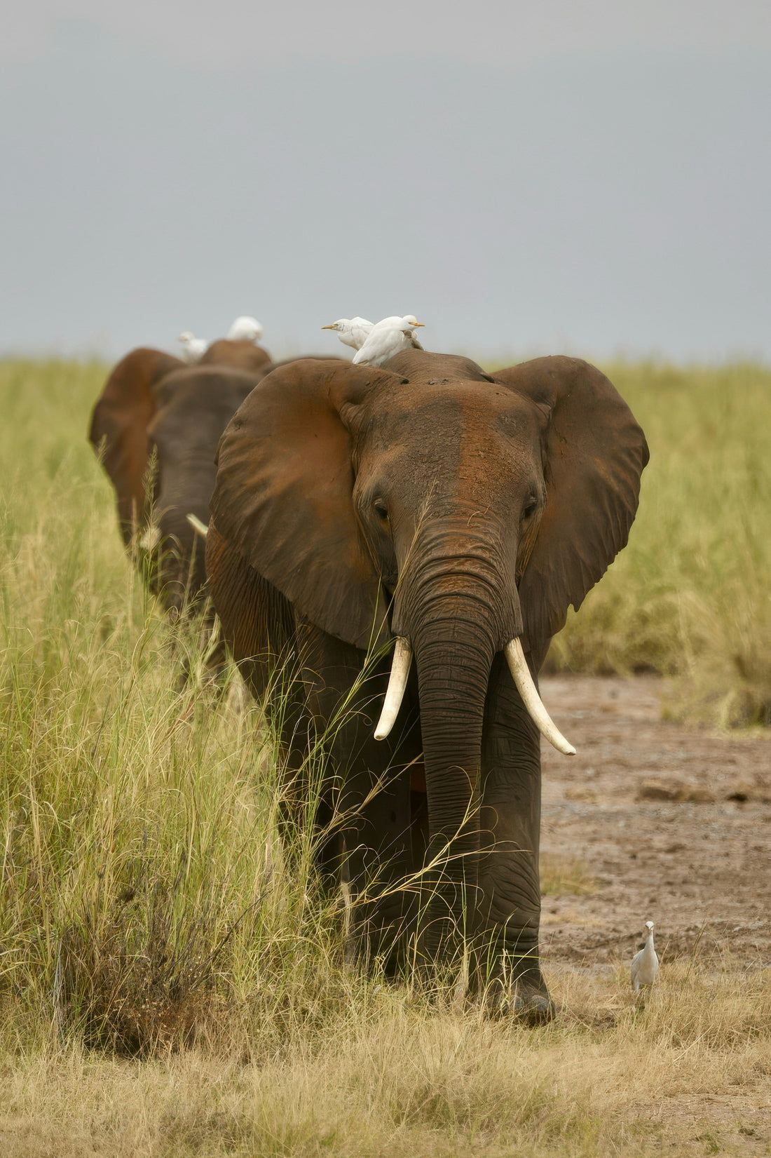 Elephants moving through grassland with egrets, illustrating symbiosis in the natural world